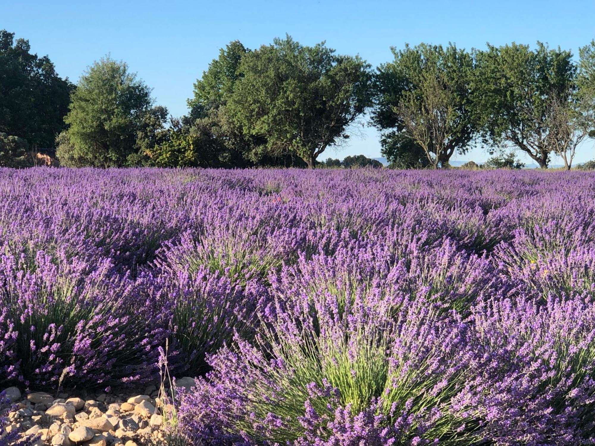 Bed and Breakfast Les Costebelles Valensole Esterno foto