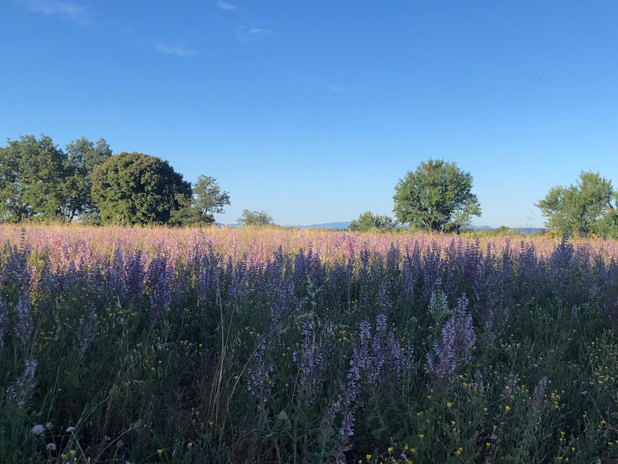Bed and Breakfast Les Costebelles Valensole Esterno foto