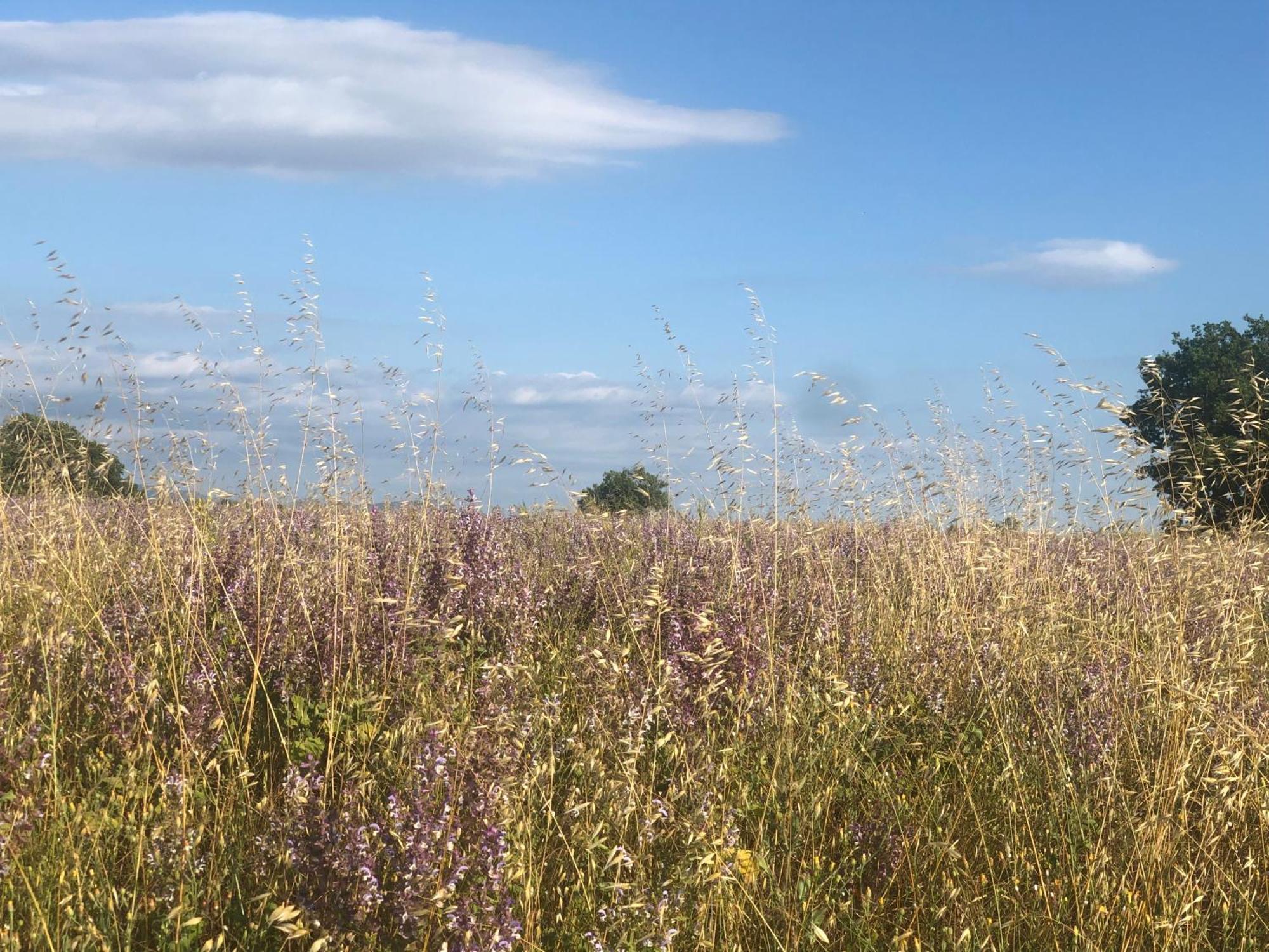 Bed and Breakfast Les Costebelles Valensole Esterno foto